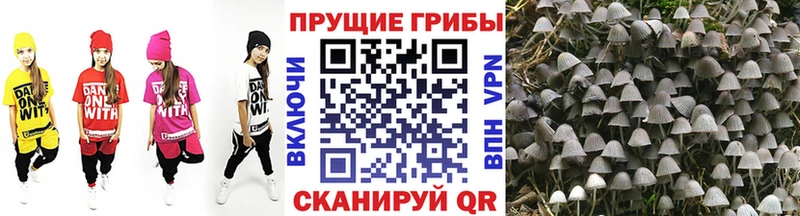 как найти закладки сайты даркнета какой сайт Галлюциногенные грибы Cubensis Балаково