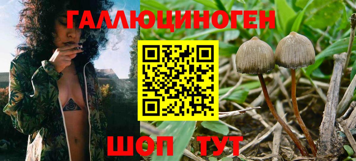 магазин    Балаково  Псилоцибиновые грибы MAGIC MUSHROOMS  Галлюциногенные грибы Psilocybe 
